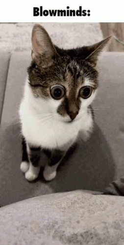 A Cat With Big Eyes Is Sitting On A Couch Under The Words Blowminds GIF