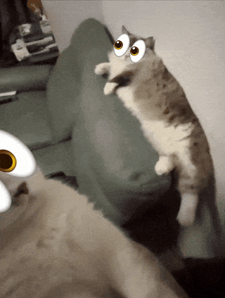 A Cat With Big Eyes Is Standing On Its Hind Legs On A Couch GIF