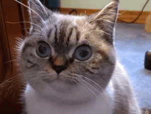 A Cat With Blue Eyes Looks At The Camera GIF