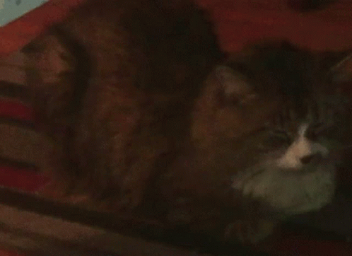 A Cat With Bright Green Eyes Is Laying Down In The Dark . GIF