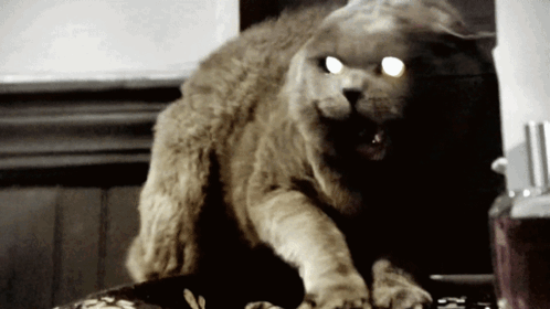 A Cat With Glowing Eyes Is Standing In Front Of A Window GIF