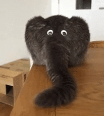 A Cat With Googly Eyes And An Elephant Trunk Is Laying On A Table . GIF