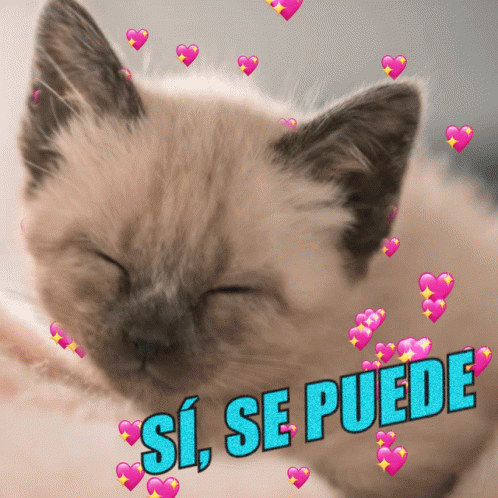 a cat with hearts around it and the words si se puede on the bottom