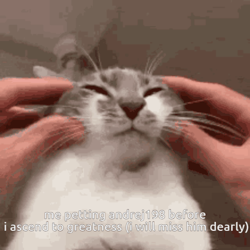 A Cat With Its Eyes Closed Is Being Petted By A Person 'S Hands GIF