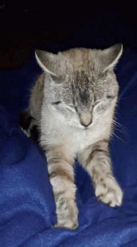 A Cat With Its Eyes Closed Is Laying On A Blue Blanket GIF