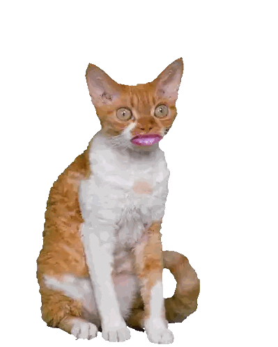 a cat with its mouth open and the words " i love you " behind it