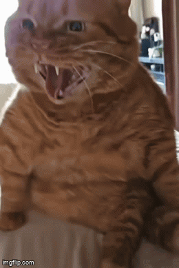 A Cat With Its Mouth Open Is Sitting On A Bed GIF