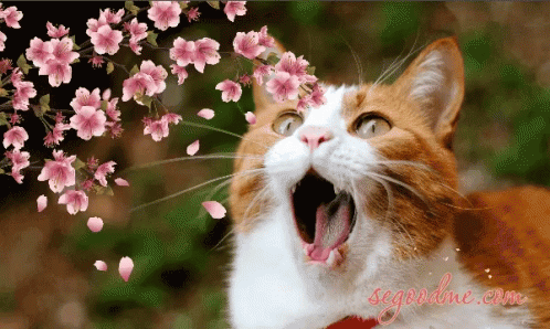 a cat with its mouth open is surrounded by pink flowers and petals and the website is segoonline.com