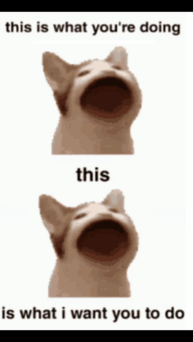 A Cat With Its Mouth Open Says This Is What You 'Re Doing GIF