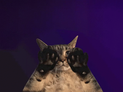 A Cat With Its Paws Up In Front Of A Purple Background That Says The More You Know GIF
