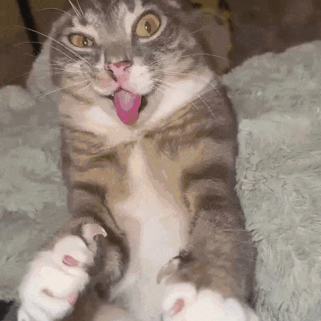 A Cat With Its Tongue Hanging Out Is Laying On Its Back GIF