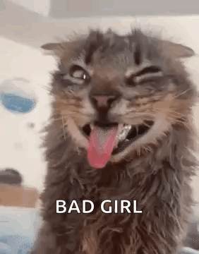 A Cat With Its Tongue Hanging Out Is Making A Funny Face And Making A Funny Face . GIF