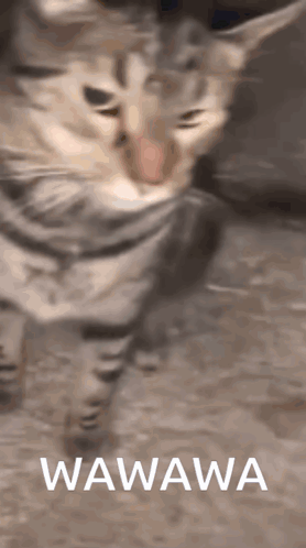 A Cat With The Word Wawa On The Bottom GIF