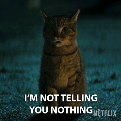 A Cat With The Words I 'M Not Telling You Nothing Written Below It GIF