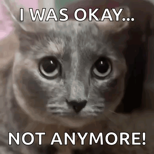 A Cat With The Words I Was Okay Not Anymore On It GIF