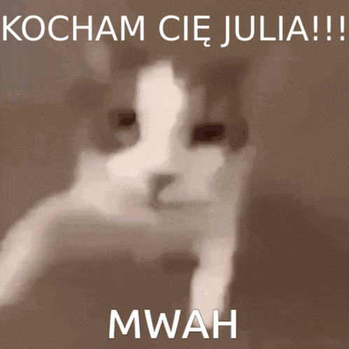 A Cat With The Words Kocham Cie Julia Written Above It GIF