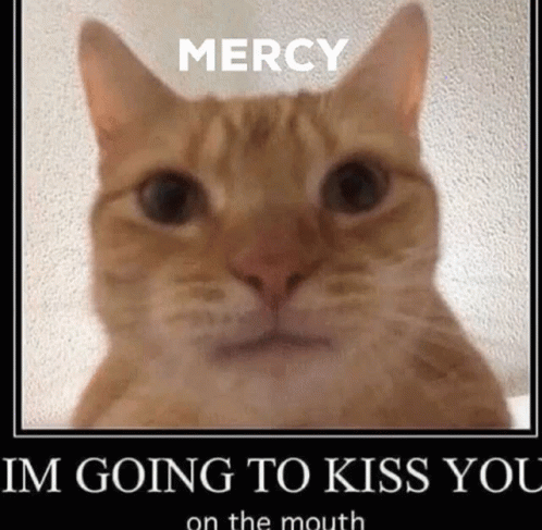 A Cat With The Words `` Mercy I 'M Going To Kiss You On The Mouth '' Written On It 'S Face . GIF