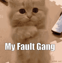 A Cat With The Words My Fault Gang On Its Face GIF