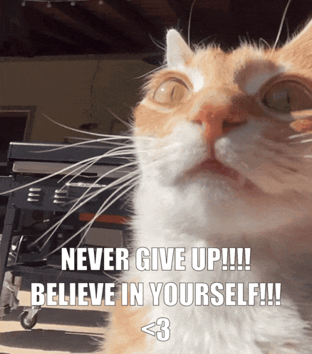 A Cat With The Words Never Give Up !!! Believe In Yourself !!! GIF