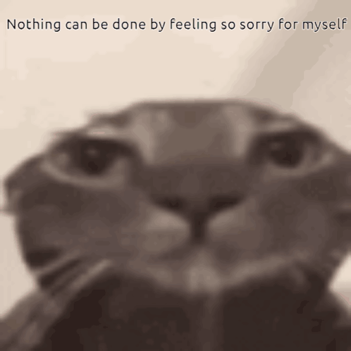 A Cat With The Words Nothing Can Be Done By Feeling So Sorry For Myself On The Bottom GIF