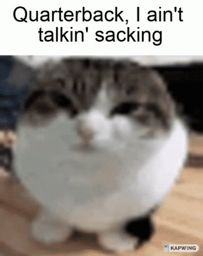 Cat With Quarterback I Ain't Talkin Sacking Text GIF