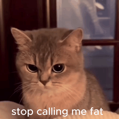 Cat With Stop Calling Me Fat Text GIF