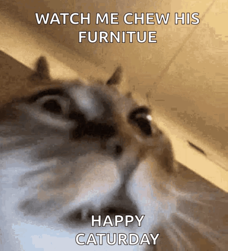 A Cat With The Words Watch Me Chew His Furniture Happy Saturday GIF