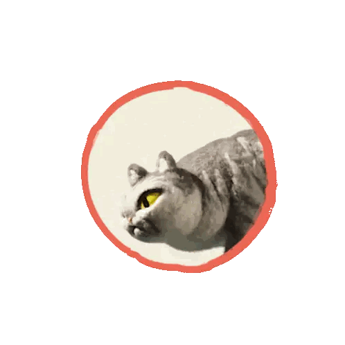 a cat with yellow eyes is in a circle on a white background