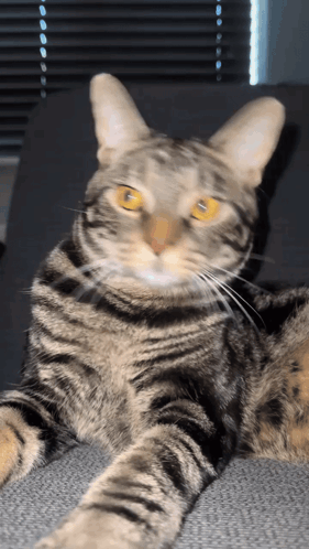 a cat with yellow eyes is laying down and looking at the camera