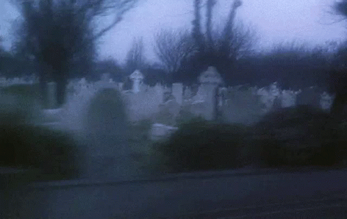 a cemetery with a lot of graves and trees in the fog .