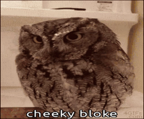 A Cheeky Bloke Owl Is Sitting On A Shelf GIF