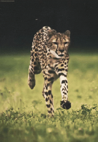 A Cheetah Is Running Through A Grassy Field With The Words Middleholdings Behind It GIF