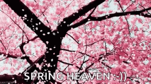 A Cherry Blossom Tree With The Words `` Spring Heaven '' Written On It GIF