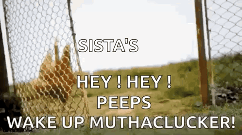 A Chicken Behind A Chain Link Fence Says Sista 'S Hey ! Hey ! Peeps Wake Up Muthachlucker GIF