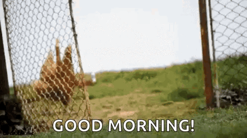 A Chicken Behind A Chain Link Fence With The Words `` Good Morning '' Written On It . GIF