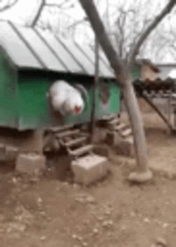 A Chicken Coop Is Sitting Under A Tree In A Dirt Field . GIF