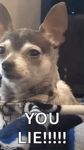 A Chihuahua Dog Is Laying On A Blanket And Looking At The Camera With The Words `` You Lie '' Written On It . GIF