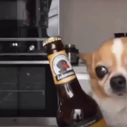 A Chihuahua Dog Is Sitting Next To A Bottle Of Beer . GIF