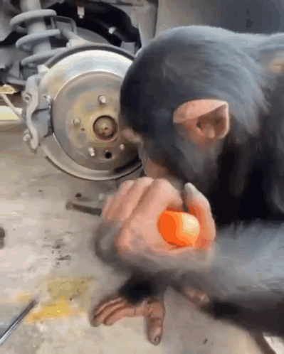 A Chimpanzee Is Eating An Orange In Front Of A Wheel GIF