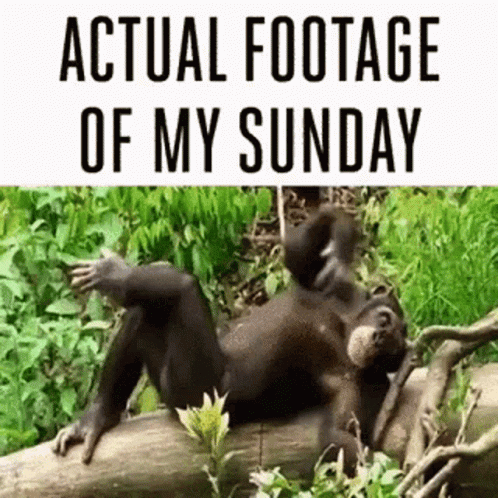 A Chimpanzee Is Laying On A Log With The Words `` Actual Footage Of My Sunday '' Above It . GIF