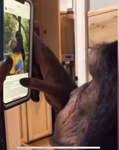 A Chimpanzee Is Looking At A Phone Screen With A Picture Of A Person On It GIF