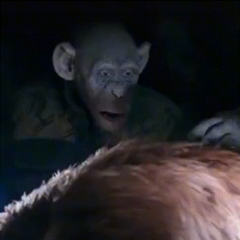 A Chimpanzee Is Looking At A Stuffed Animal In The Dark . GIF