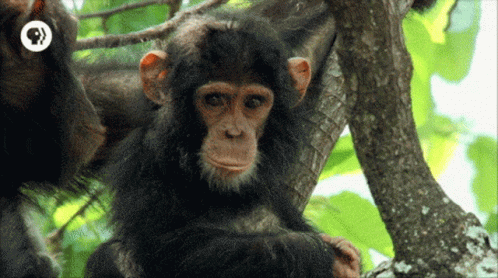 A Chimpanzee Is Sitting In A Tree With A Cbs Logo In The Background GIF