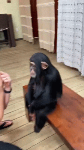 A Chimpanzee Is Sitting On A Wooden Bench Looking At A Person GIF