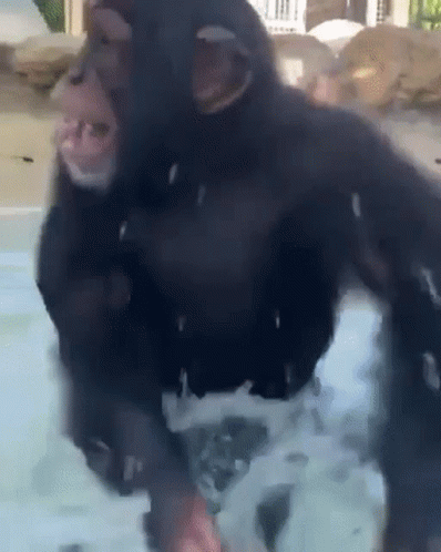 A Chimpanzee Is Standing In A Pool Of Water With Foam Coming Out Of Its Mouth . GIF