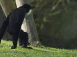 A Chimpanzee Is Walking Across A Grassy Field . GIF
