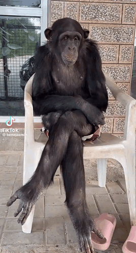 A Chimpanzee Sits In A Chair With His Legs Crossed GIF