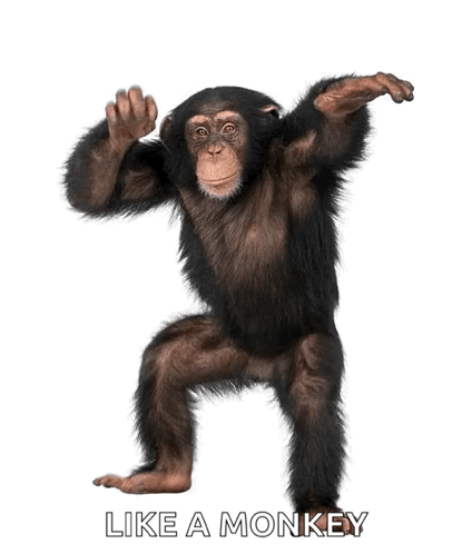 A Chimpanzee Standing On Its Hind Legs With The Words Like A Monkey Written Below It GIF