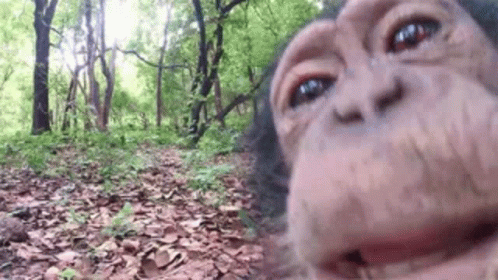 A Chimpanzee Taking A Selfie In The Woods . GIF