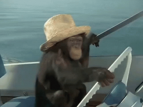 A Chimpanzee Wearing A Straw Hat Is Driving A Boat In The Water GIF